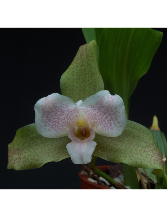 Lycaste Lourenties Lycaste Lourenties