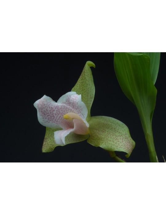Lycaste Lourenties