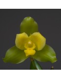 Lycaste Oratrix