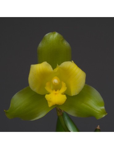 Lycaste Oratrix 2