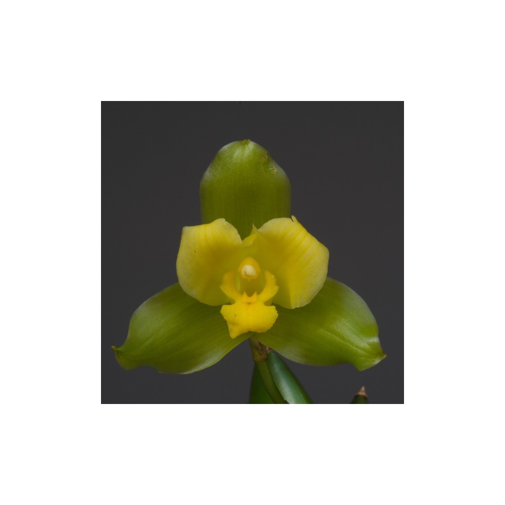 Lycaste Oratrix