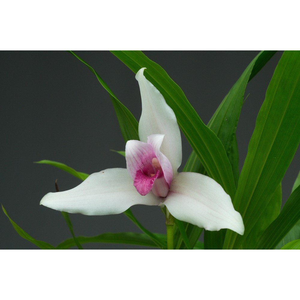 Lycaste Pierre Bertaux