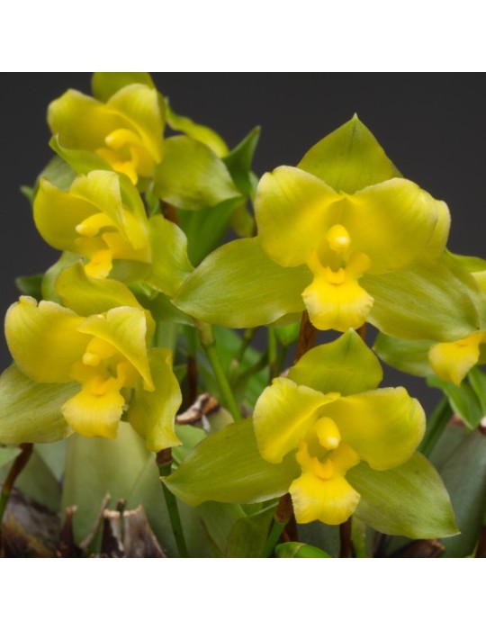 Lycaste campbellii Lycaste campbellii