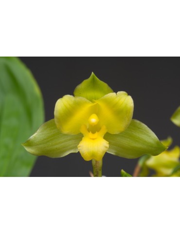 Lycaste campbellii 2