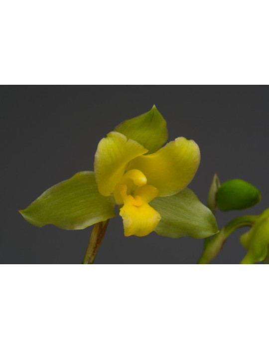 Lycaste campbellii