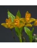 Lycaste cochleata var. major