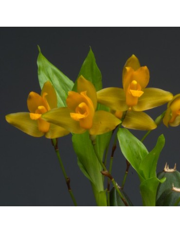 Lycaste cochleata var. major