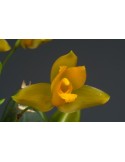 Lycaste cochleata var. major