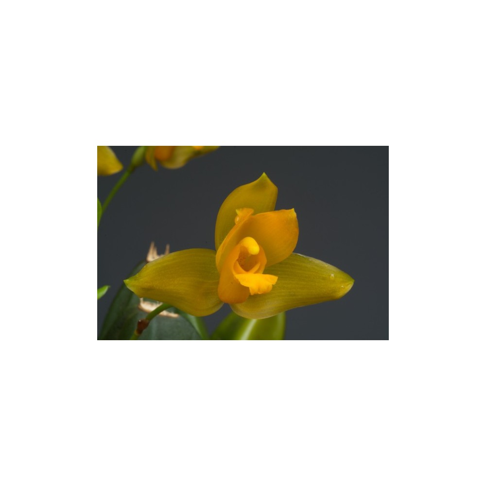 Lycaste cochleata var. major