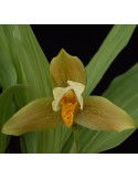 Lycaste deppei