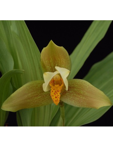 Lycaste deppei