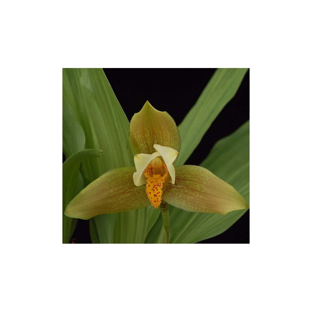 Lycaste deppei