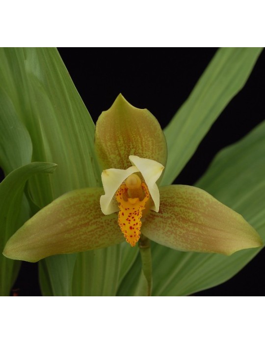 Lycaste deppei