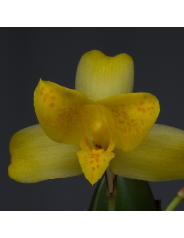 Lycaste mattogrossensis