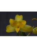 Lycaste mattogrossensis