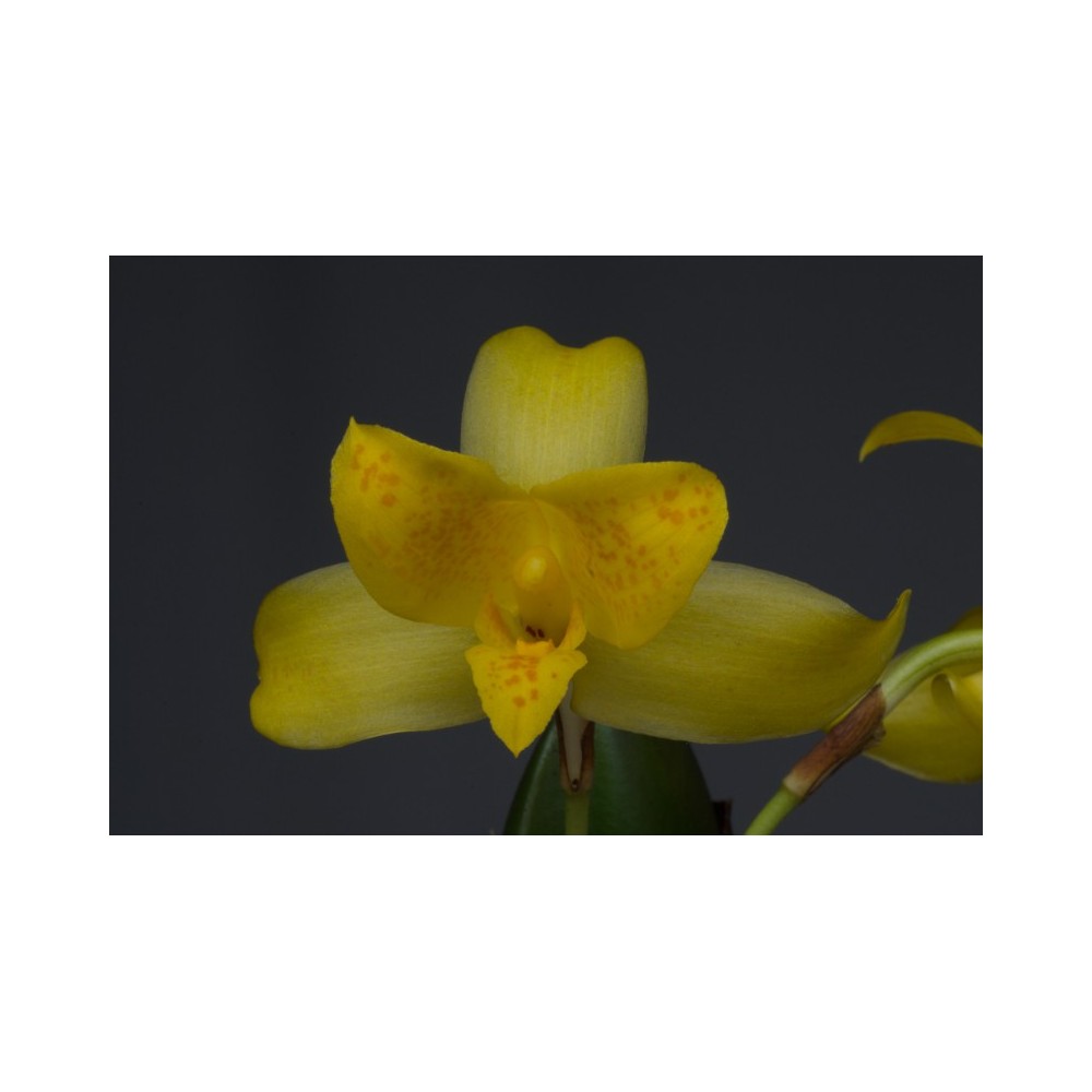 Lycaste mattogrossensis
