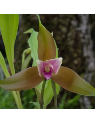 Lycaste schilleriana var. rosea