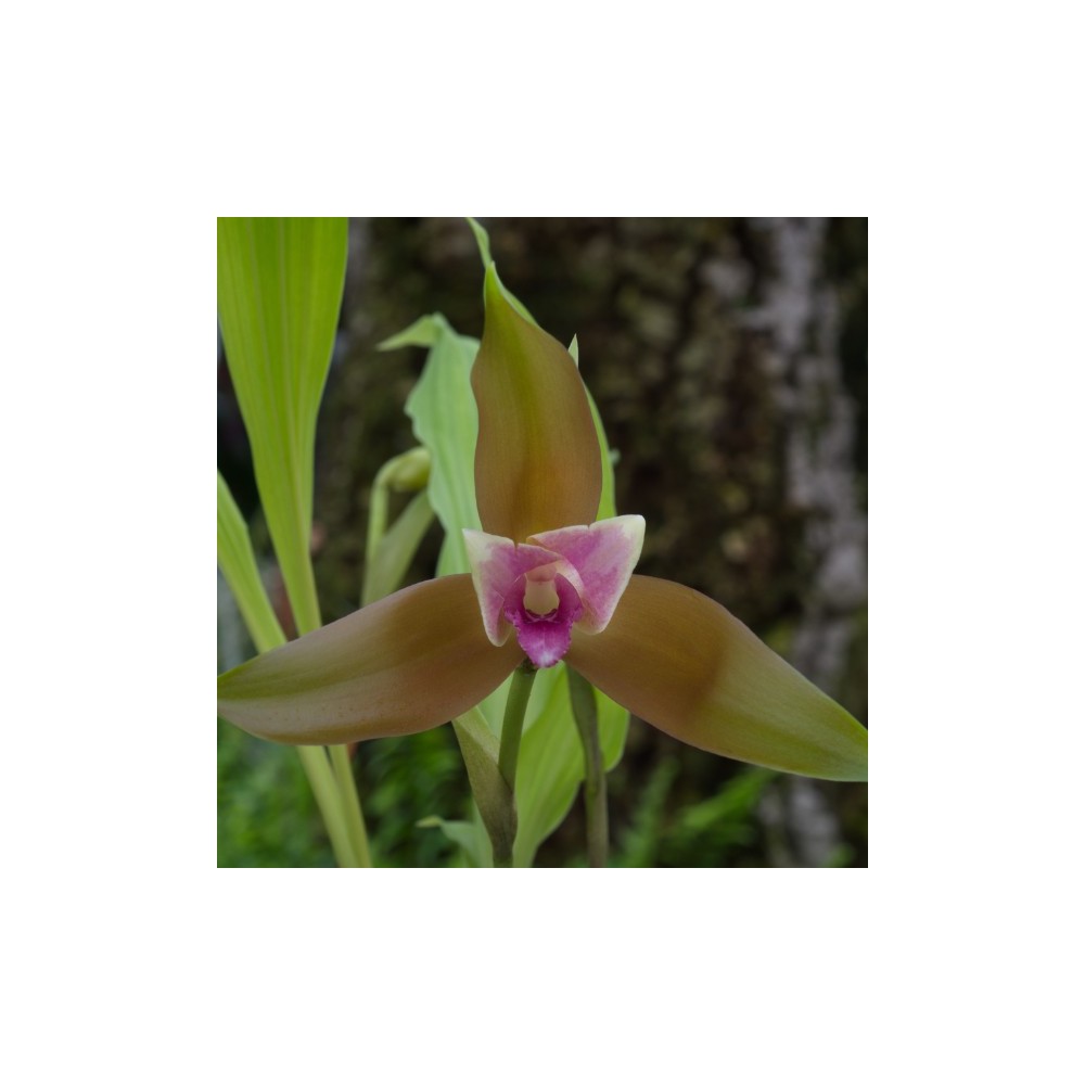 Lycaste schilleriana var. rosea