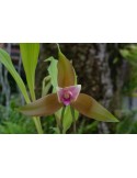 Lycaste schilleriana var. rosea