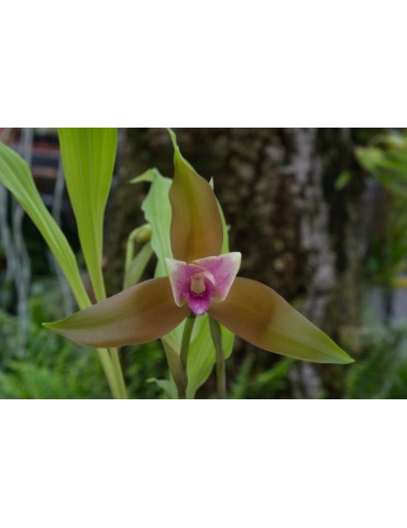 Lycaste schilleriana var. rosea 2