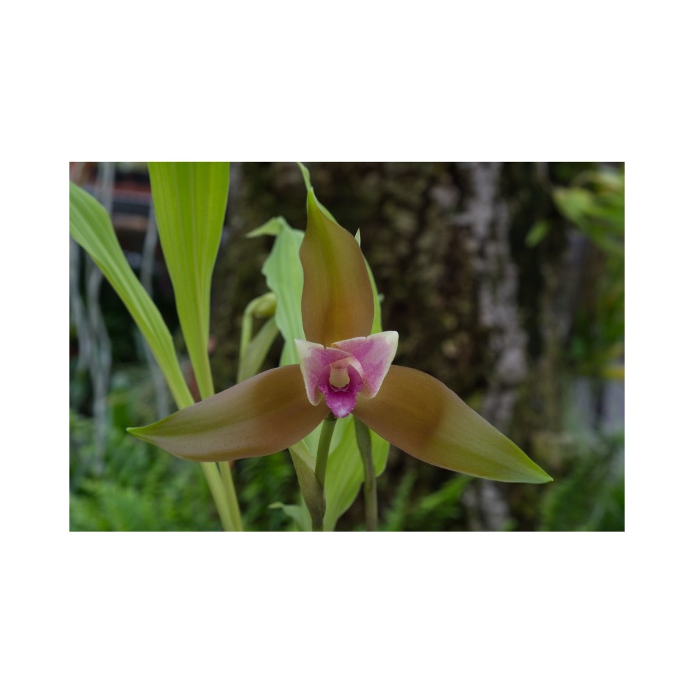 Lycaste schilleriana var. rosea