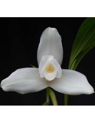 Lycaste skinneri var. alba