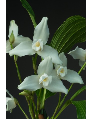 Lycaste skinneri var. alba 2