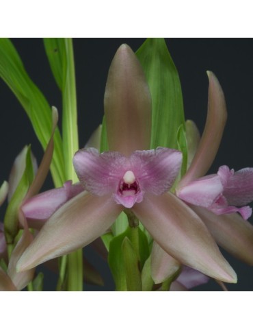 Lycaste tricolor