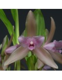Lycaste tricolor