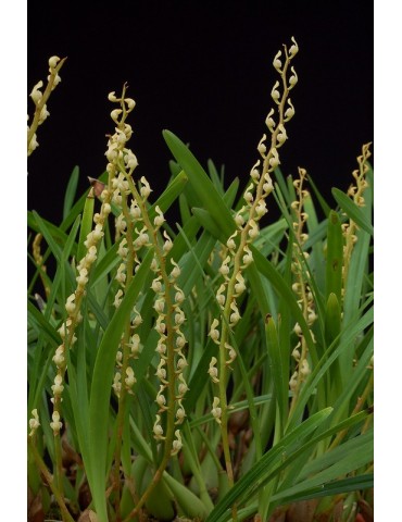 Bulbophyllum erectum 2