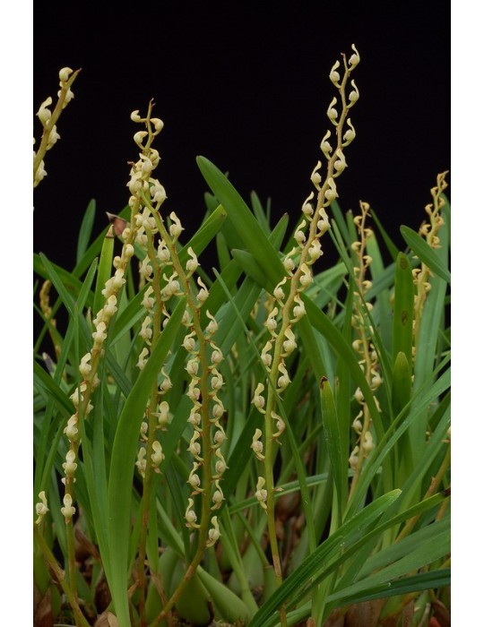 Bulbophyllum erectum