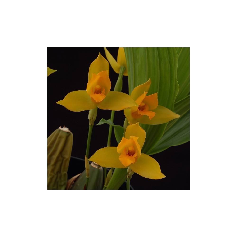 Lycaste x cobani