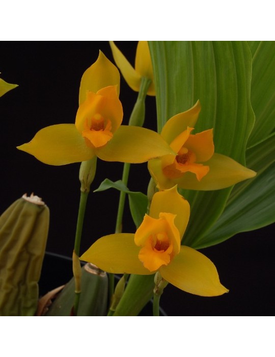 Lycaste x cobani Lycaste x cobani