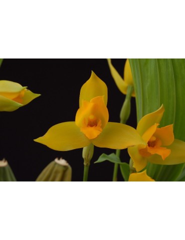 Lycaste x cobani 2