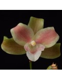 Lycaste angelae