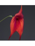 Masdevallia Aouregan