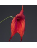 Masdevallia Aouregan