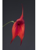 Masdevallia Aouregan