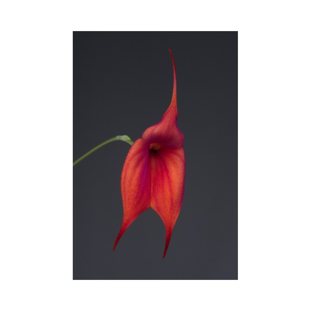 Masdevallia Aouregan