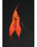 Masdevallia Aouregan