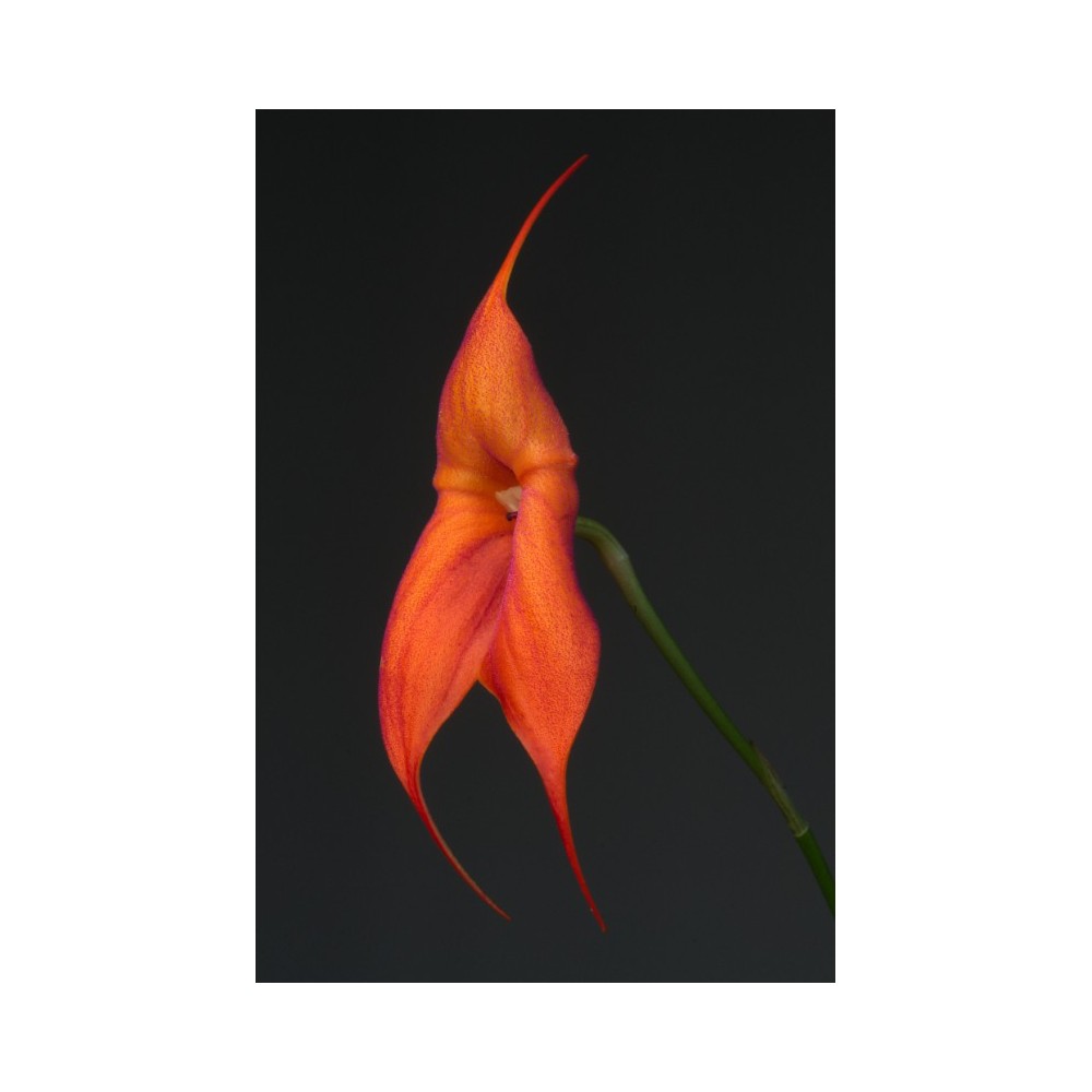 Masdevallia Aouregan