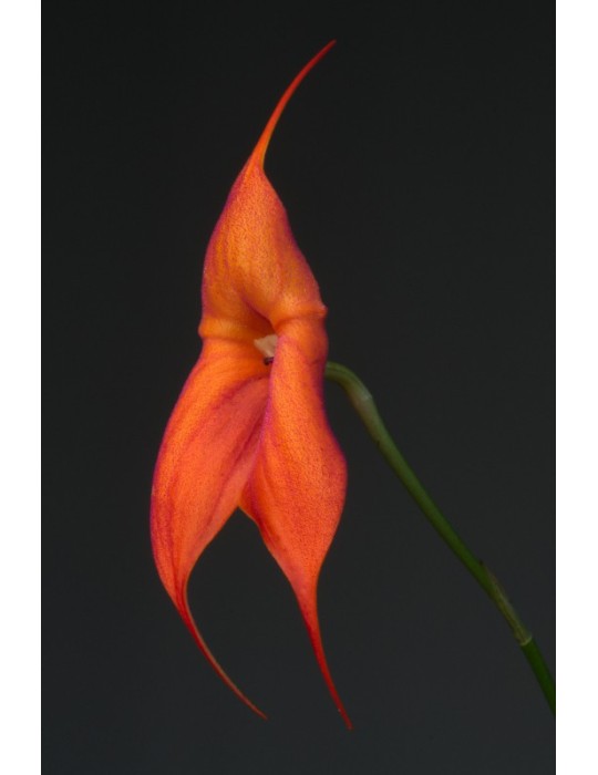 Masdevallia Aouregan