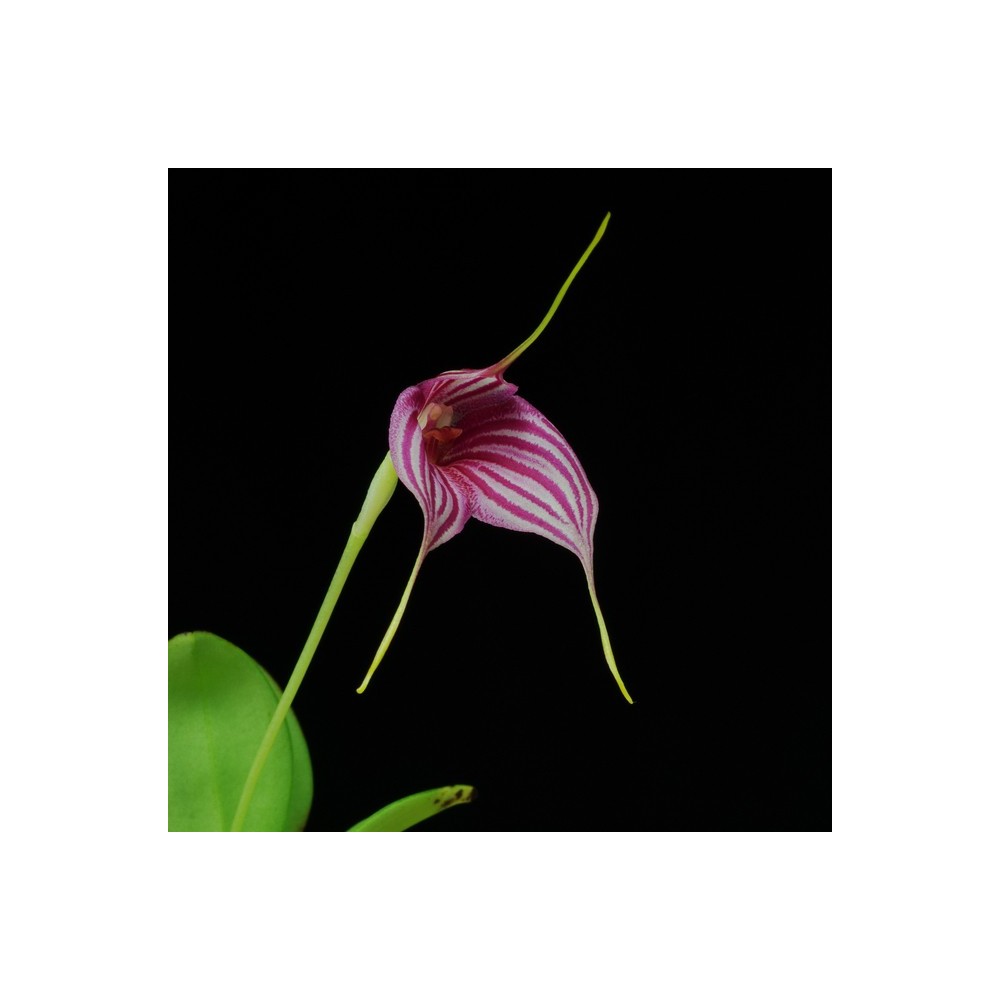 Masdevallia Edig