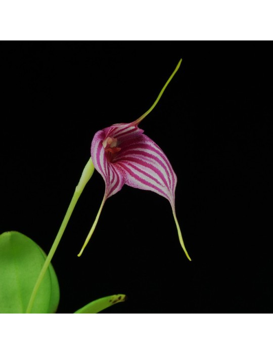Masdevallia Edig