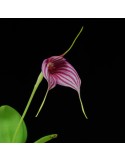 Masdevallia Edig