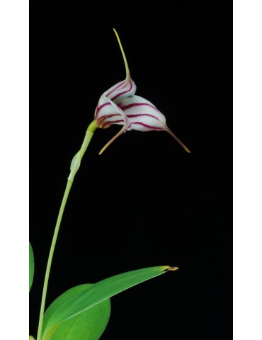 Masdevallia Edig 2
