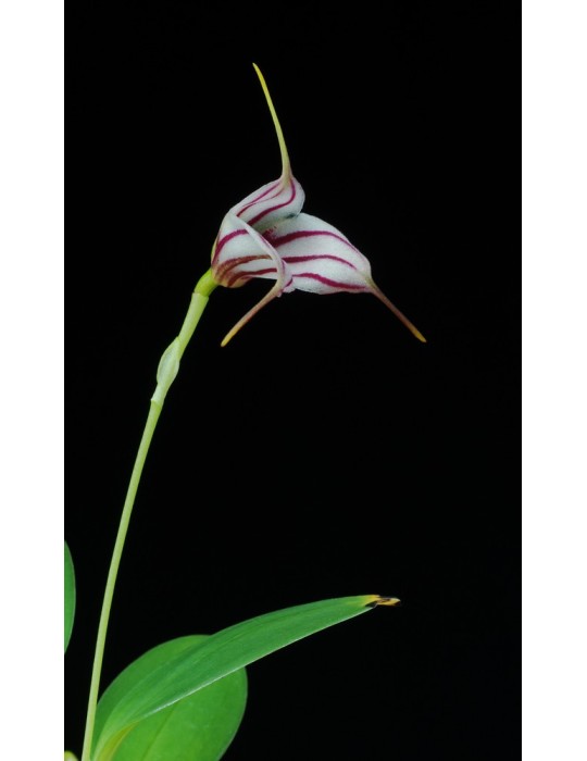 Masdevallia Edig
