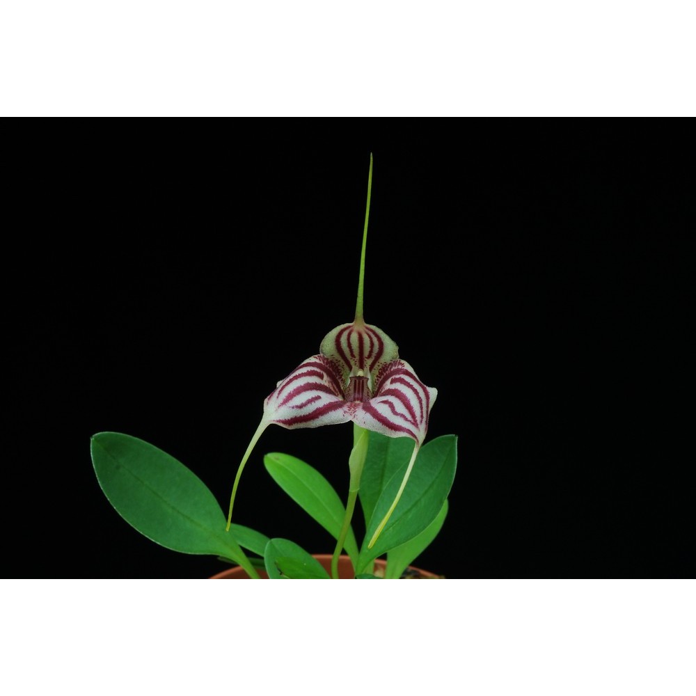 Masdevallia Edig