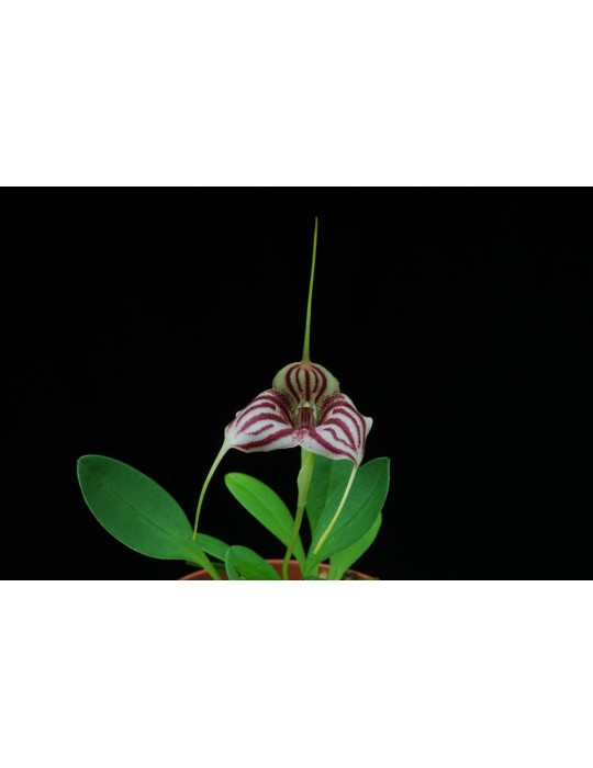 Masdevallia Edig