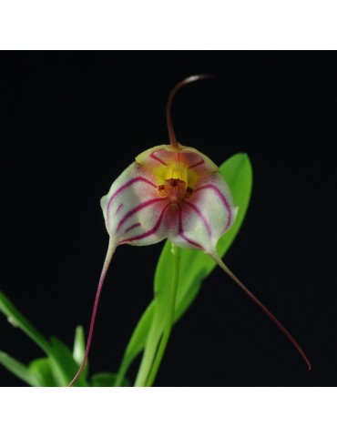 Masdevallia Enez Krenn en sphaigne